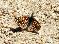 Euphydryas chalcedona corralensis