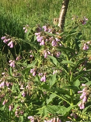 Symphytum officinale