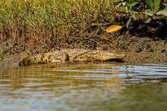 Crocodylus suchus