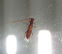 Heterachthes quadrimaculatus