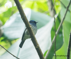 Niltava macgrigoriae