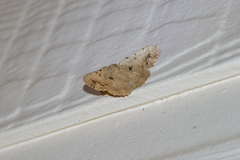 Aeolochroma quadrilinea