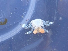 Phyllolithodes papillosus