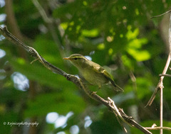Phylloscopus reguloides