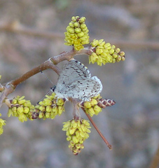 Celastrina ladon
