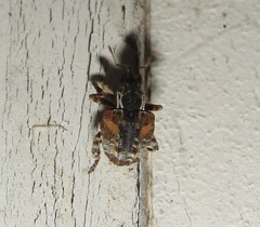 Conotrachelus anaglypticus