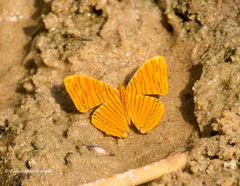 Chersonesia rahria