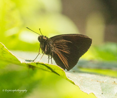 Koruthaialos rubecula