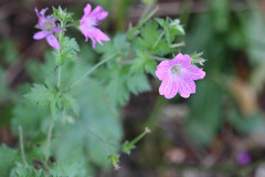 Geranium × oxonianum