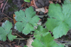 Geranium × oxonianum