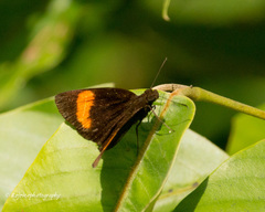 Koruthaialos rubecula