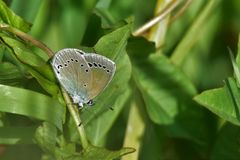 Glaucopsyche lycormas