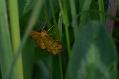 Idaea aureolaria