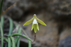 Dendrobium striolatum