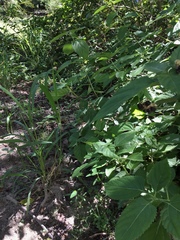 Lantana camara