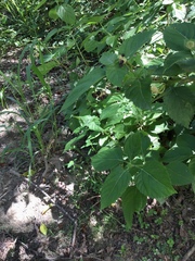 Lantana camara