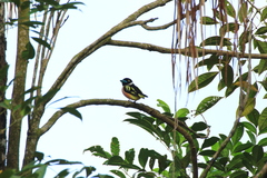 Eurylaimus ochromalus