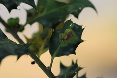 Phytomyza ilicis