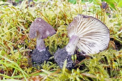 Entoloma allochroum