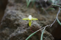 Dendrobium striolatum