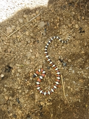 Lampropeltis gentilis
