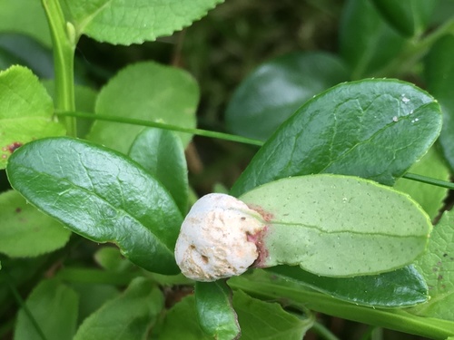 Lingonberry Gall