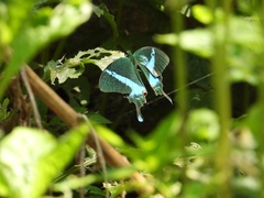 Papilio crino