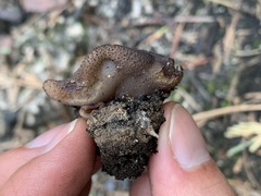 Plicaria endocarpoides