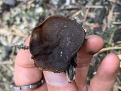 Plicaria endocarpoides