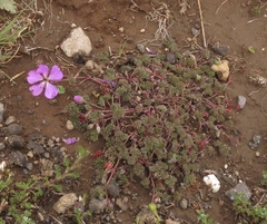 Geranium multisectum