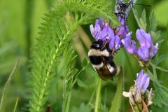 Bombus sichelii