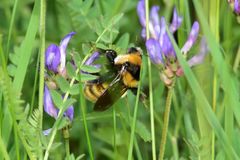 Bombus distinguendus