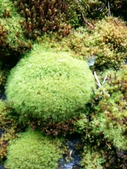 Amphidium californicum