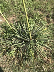 Yucca louisianensis