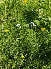 Myosotis scorpioides