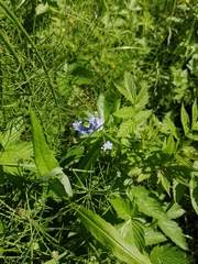 Myosotis scorpioides
