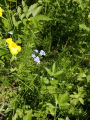 Myosotis scorpioides
