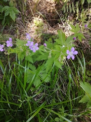 Geranium sylvaticum