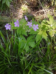 Geranium sylvaticum