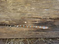 Lampropeltis gentilis