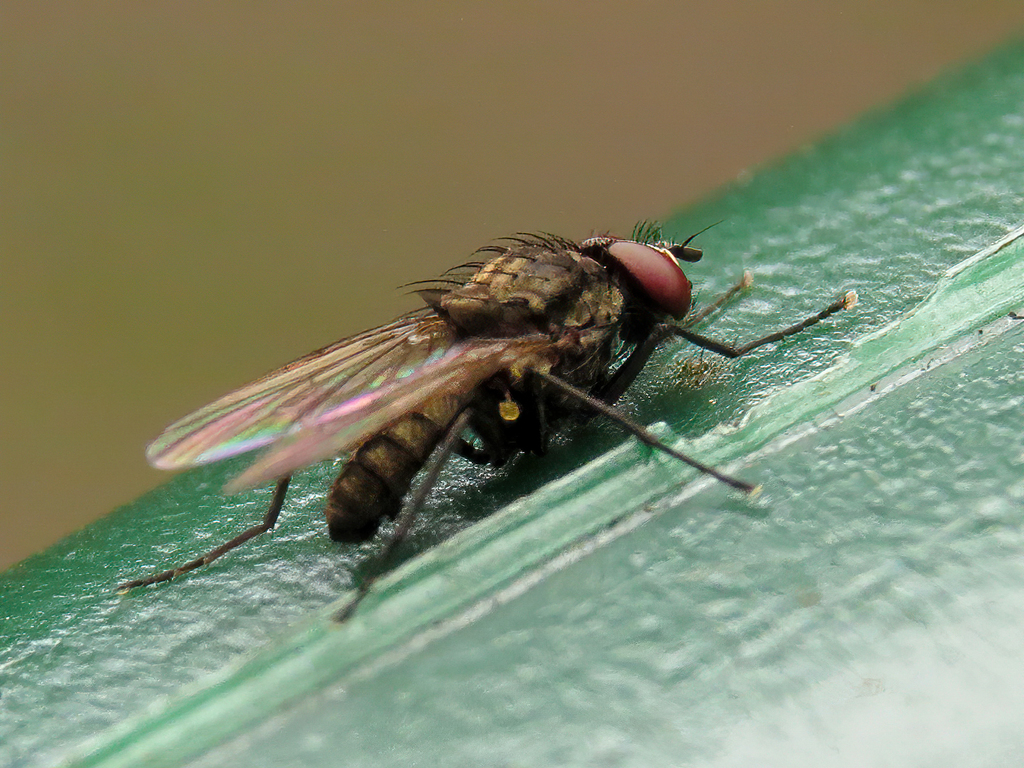 Delia criniventris