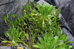 Draba grandis