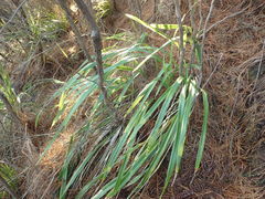 Dianella latissima