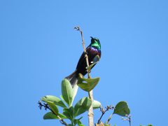 Cinnyris bifasciatus