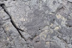 Hydropunctaria maura