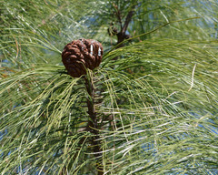 Cronartium conigenum