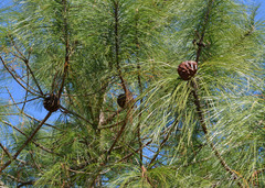 Cronartium conigenum