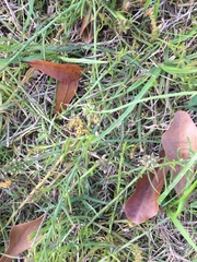Thesium frisea