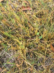 Thesium frisea