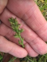 Thesium frisea